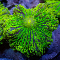 Purple Green Yuma Mushroom - Corals Anonymous