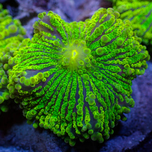 Purple Green Yuma Mushroom - Corals Anonymous