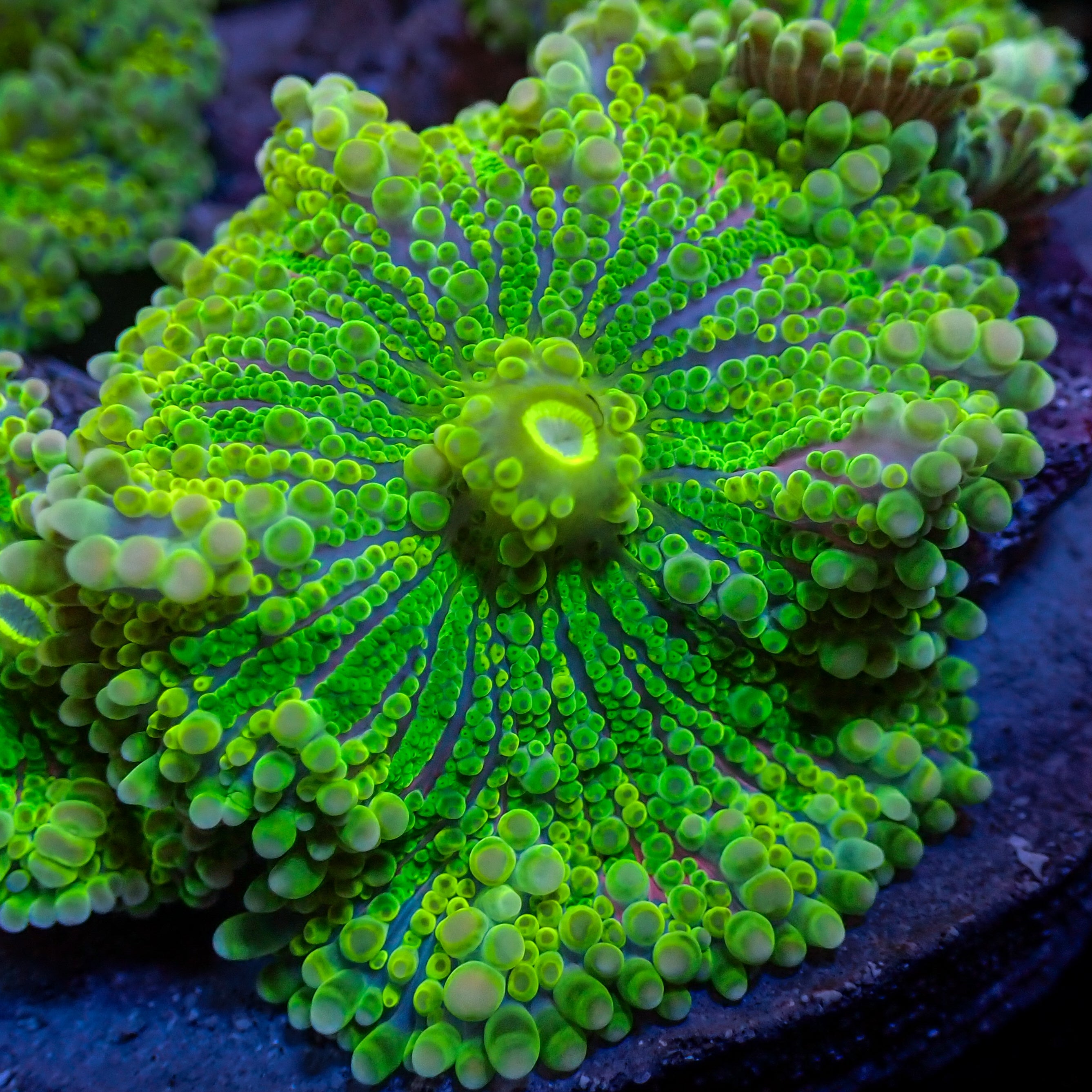 Purple Green Yuma Mushroom | Corals Anonymous