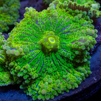 Purple Green Yuma Mushroom - Corals Anonymous
