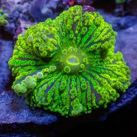 Purple Green Yuma Mushroom - Corals Anonymous
