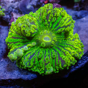 Purple Green Yuma Mushroom - Corals Anonymous