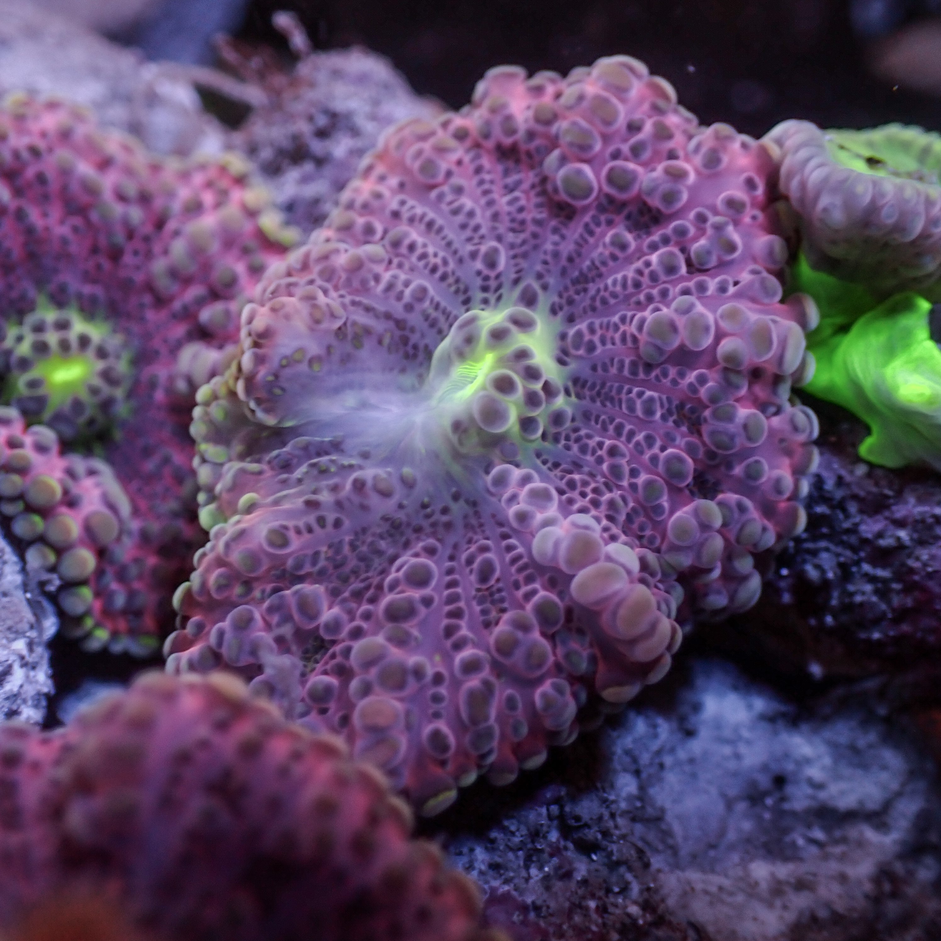 Purple Passion Yuma Mushroom | Corals Anonymous