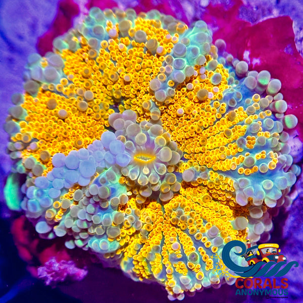 Rainbow Bubbly Tropicana Yuma Mushroom