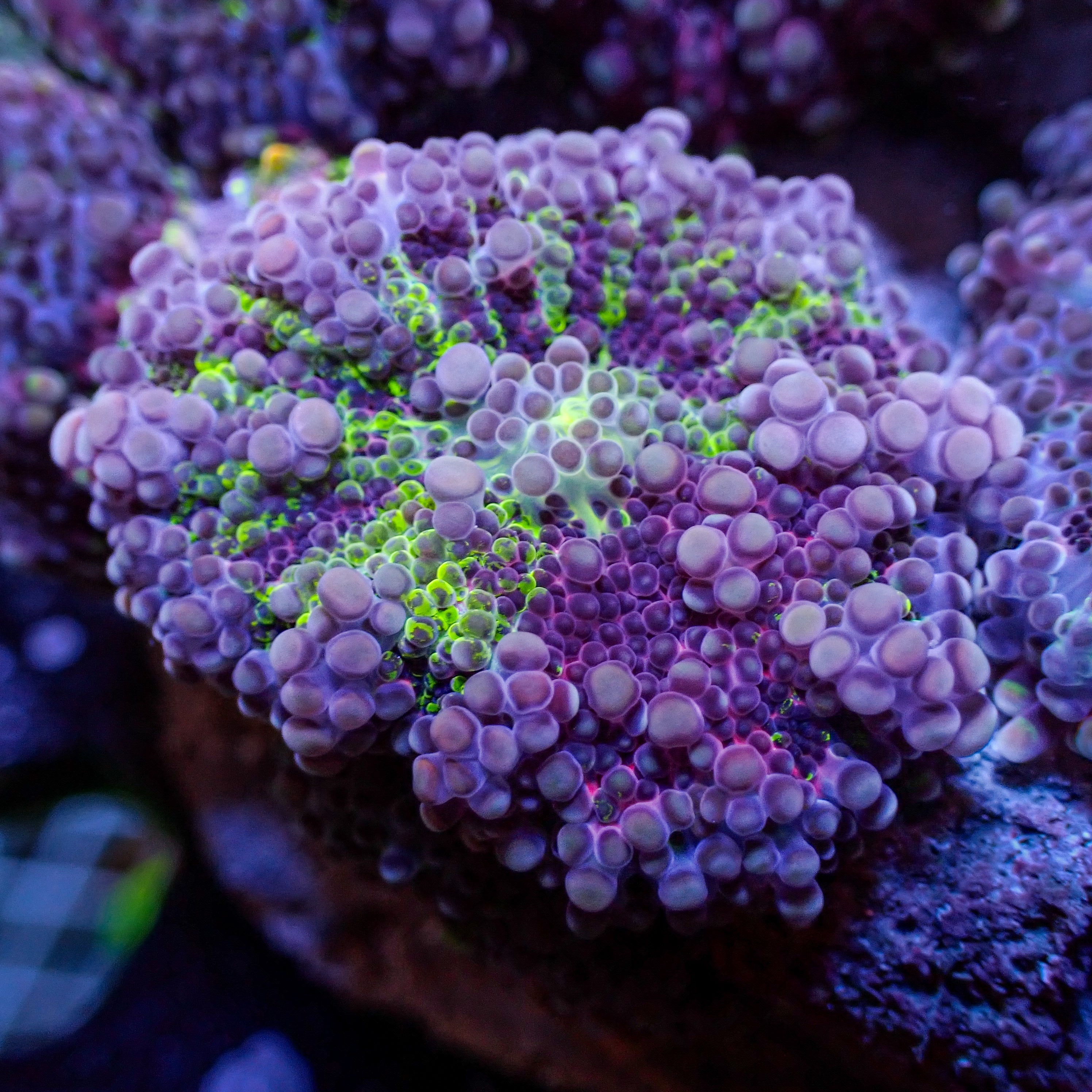 Rainbow Chaotic Jinx Yuma Mushroom | Corals Anonymous