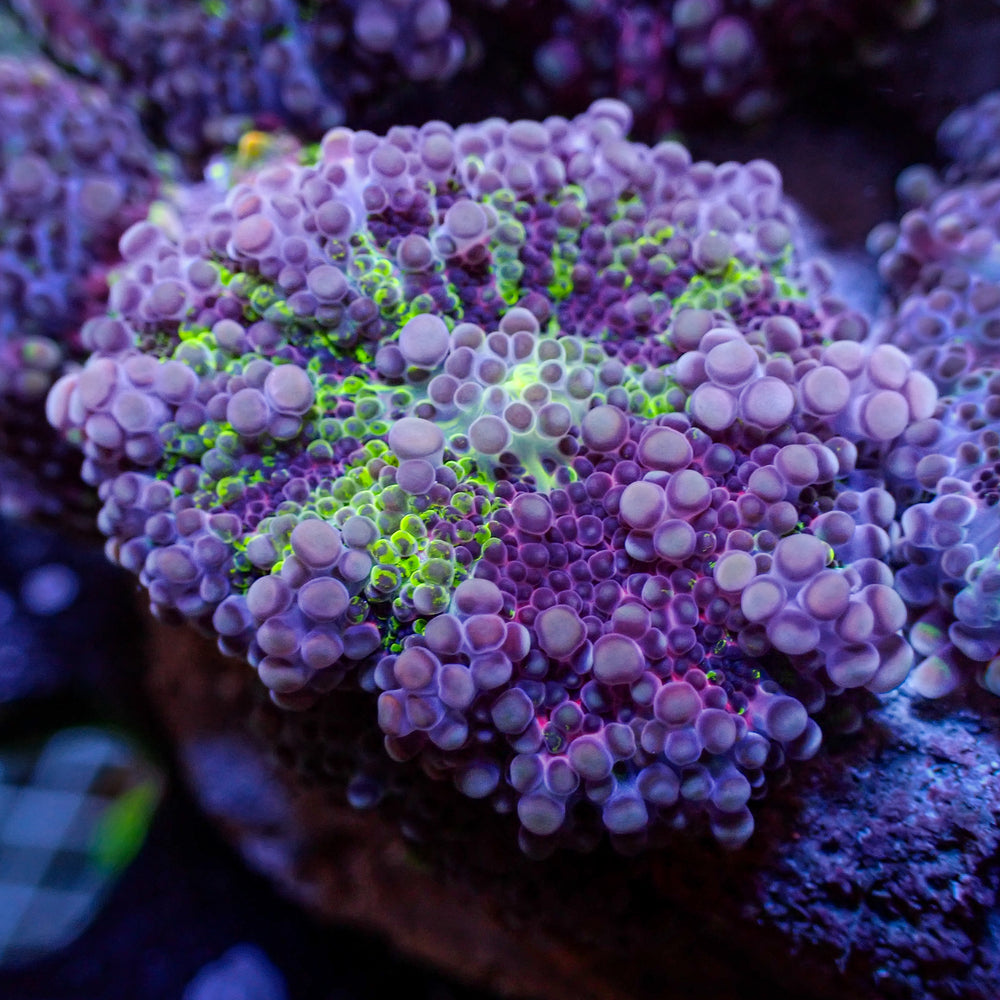 Rainbow Chaotic Jinx Yuma Mushroom (Special Deal!) - Corals Anonymous