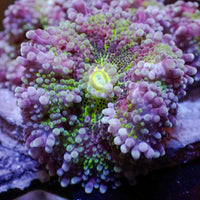 Rainbow Chaotic Jinx Yuma Mushroom (Special Deal!) - Corals Anonymous
