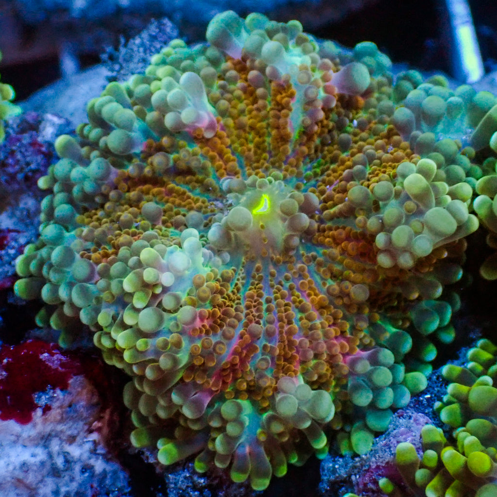 Red Charm Yuma Mushroom (Special Deal!) - Corals Anonymous