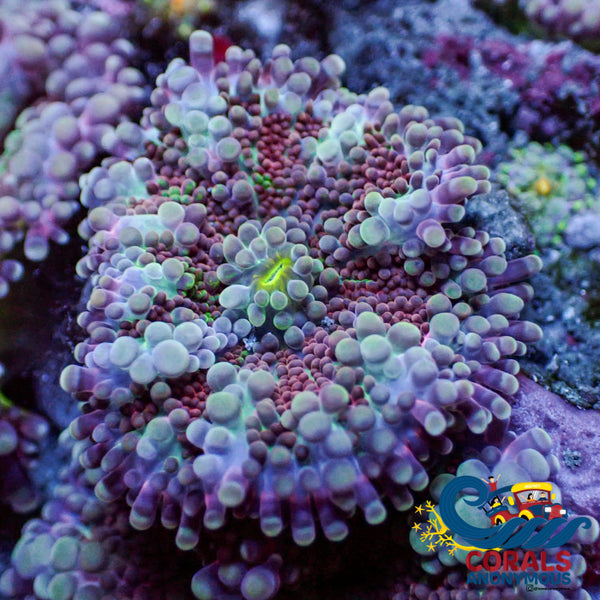 Sangria Rainbow Yuma Mushroom | Corals Anonymous