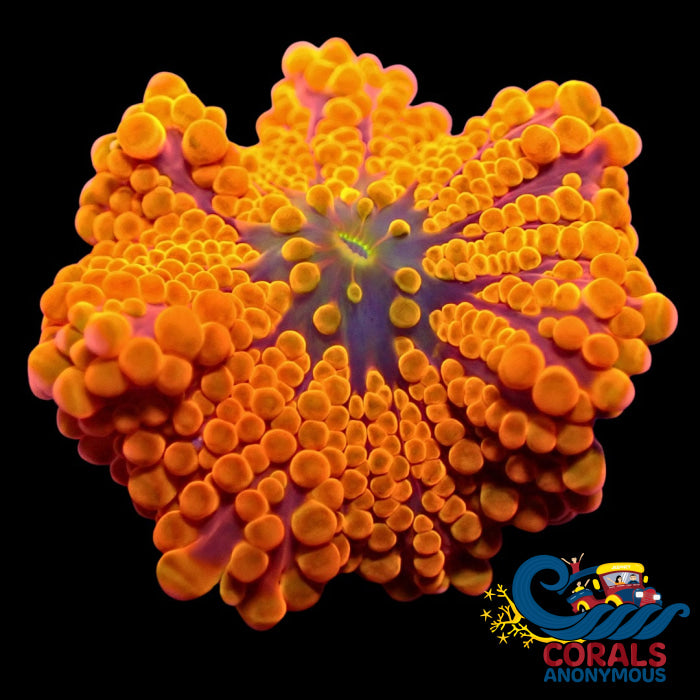Orange Twang Yuma Mushroom Yuma