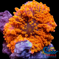Orange Twang Yuma Mushroom Yuma
