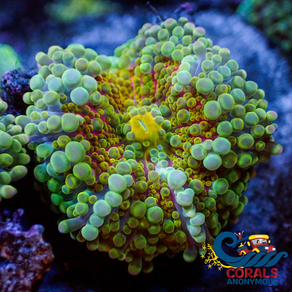 corals-anonymous-yuma-default-