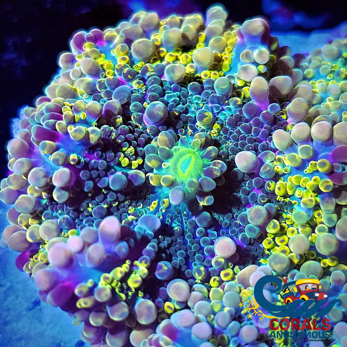 Ultra Electric Kraken Rainbow Yuma Mushroom