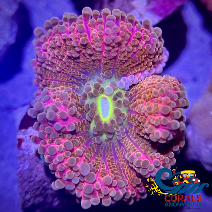 Ultra Rainbow Pink Power Yuma Mushroom