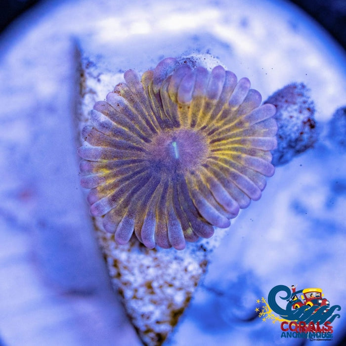 Pink Elephant Ear Zoa Zoa