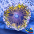 Pink Elephant Ear Zoa Zoa