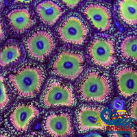 Candy Apple Pink Zoa 10-15 Polyps Colony Zoa
