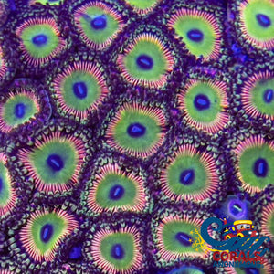 Candy Apple Pink Zoa 10-15 Polyps Colony Zoa