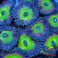 Candy Apple Pink Zoa 10-15 Polyps Colony Zoa