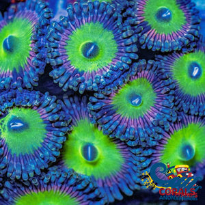 Candy Apple Pink Zoa 10-15 Polyps Colony Zoa