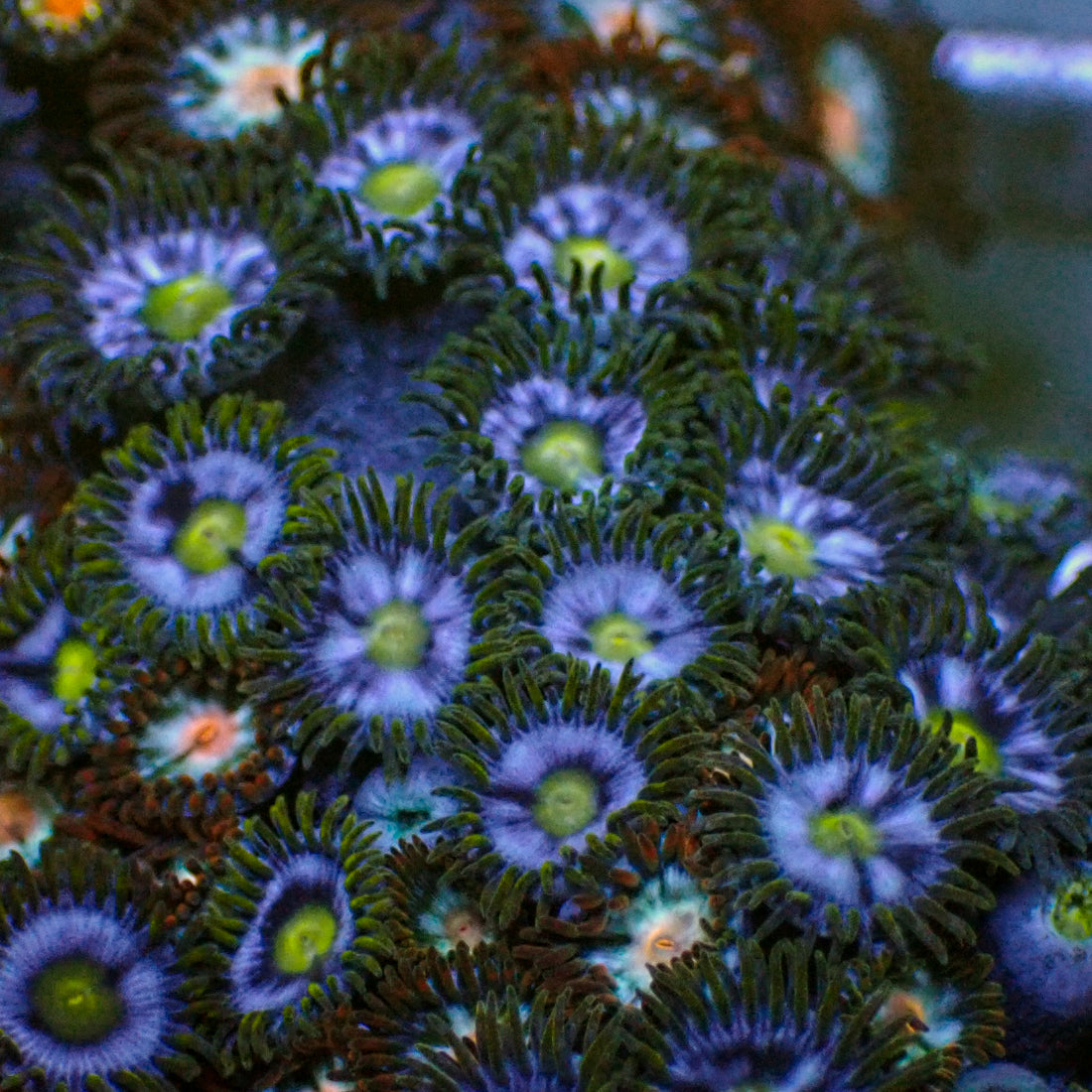 Aquatic Blue Star Zoa (10-15 Polyps colony) - Corals Anonymous
