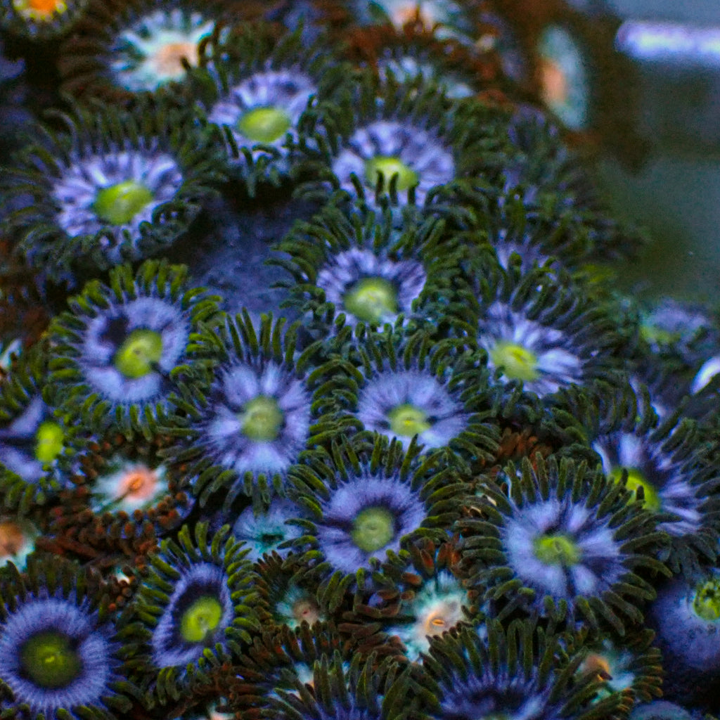 Aquatic Blue Star Zoa (10-15 Polyps colony) - Corals Anonymous