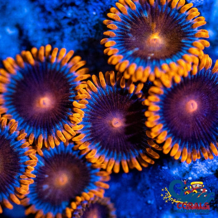 Bam Bam Zoa (10-15 Polyps colony) Corals Anonymous