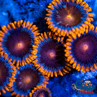 Bam Zoa 10-15 Polyps Colony Zoa