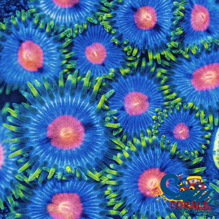 Blowpop Zoa 10-15 Polyps Colony Zoa