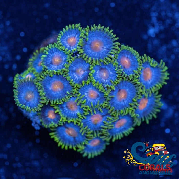 アクアブルーな擬宝珠オルゴナイト❷♩¨̮⑅* BlowPop Zoa (10-15 Polyps colony) | Corals Anonymous