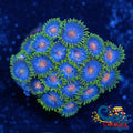 Blowpop Zoa 10-15 Polyps Colony Zoa