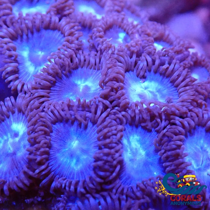 Blue Tubb Zoa (10-15 Polyps colony) | Corals Anonymous