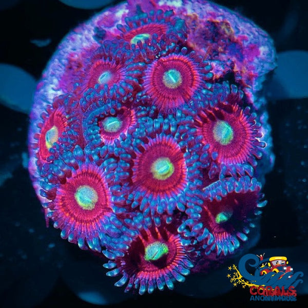 Bubblegum Pink Zoa (6-10 Polyps colony) | Corals Anonymous