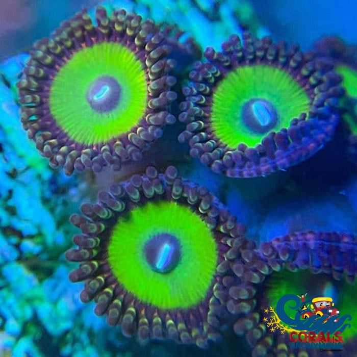 Candy Apple Green Zoa (10-15 Polyps Colony)