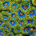 Chirp Zoa 10-15 Polyps Colony Zoa