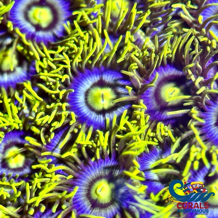 Corona Zoa 10-15 Polyps Colony Zoa
