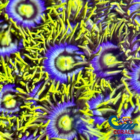 Corona Zoa 10-15 Polyps Colony Zoa
