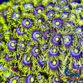 Corona Zoa 10-15 Polyps Colony Zoa