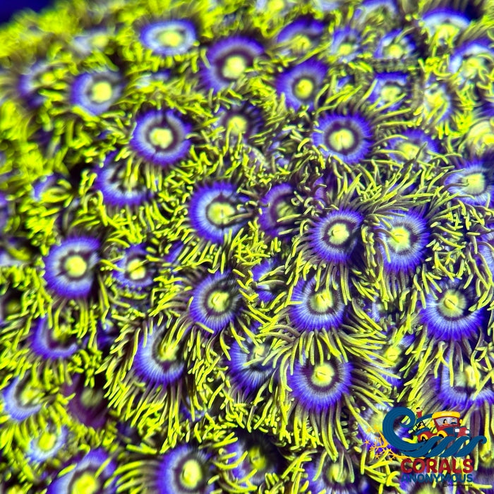 Corona Zoa 10-15 Polyps Colony Zoa