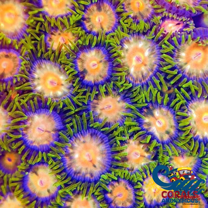 Daisy Cutter Zoa 10-15 Polyps Colony Zoa