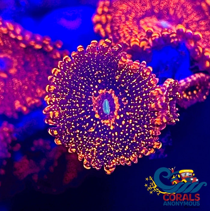 Darth Maul Zoa (2-3 Polyps) Zoa