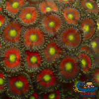 Dungeon Boss Zoa (2-3 Polyps) Zoa
