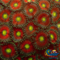 Dungeon Boss Zoa (2-3 Polyps) Zoa
