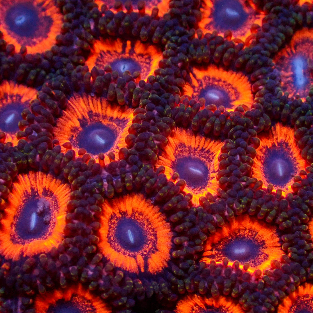 Evil Eye Zoa 2-3 Polyps