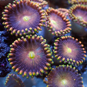 Fairy Nibbler Zoa (2-3 Polyps)
