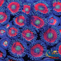 Gobstopper Zoa (2-3 Polyps) Zoa
