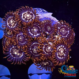 God Of War Zoa 10-15 Polyps Colony Zoa