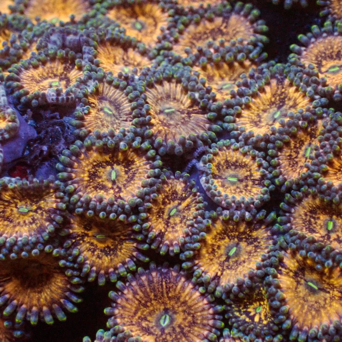 Gold Rush Zoa 10-15 Polyps colony