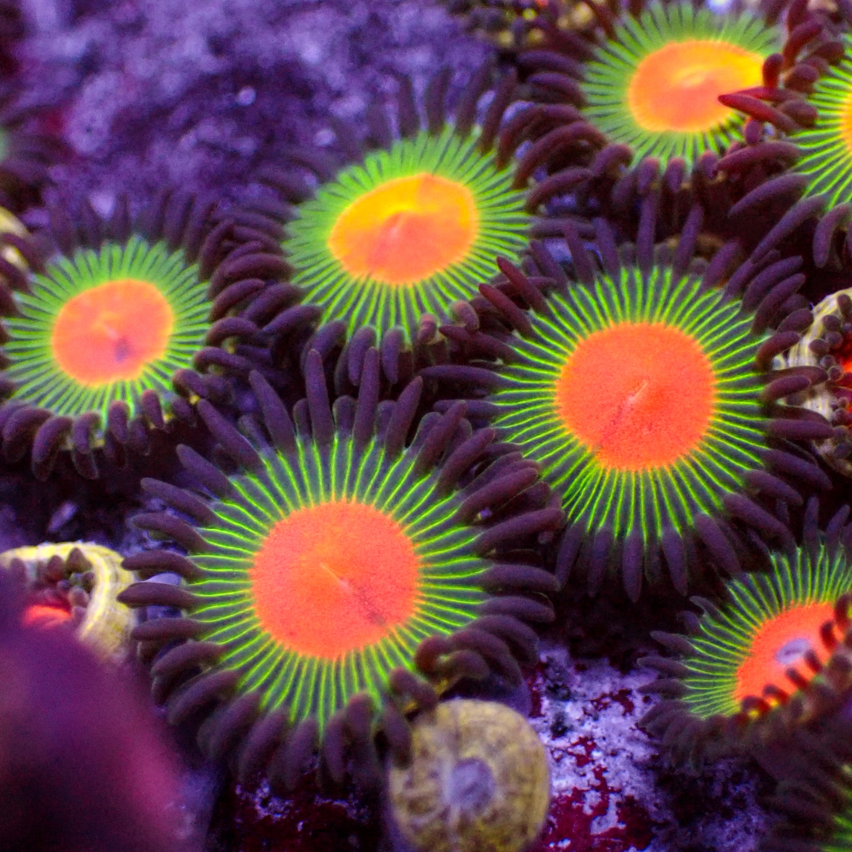 ZOA 　　　　　　　　　　　　　　　　　Z.O.A corals-anonymous-zoa-default-