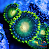 Green Bay Packers Zoa 10-15 Polyps Colony Zoa
